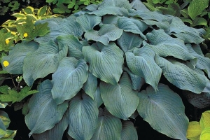 Blue Angel, Hosta